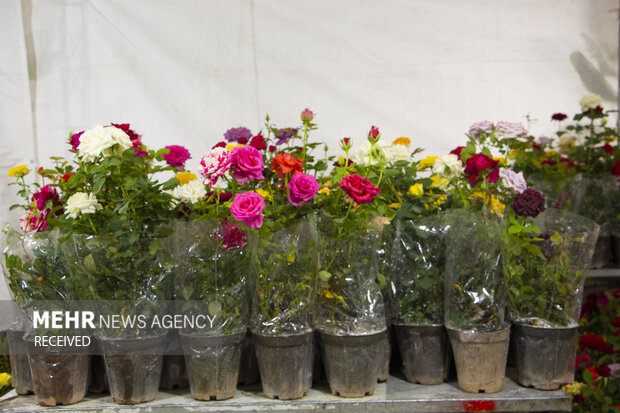 عباس آباد پایتخت گلوگیاه مازندران است