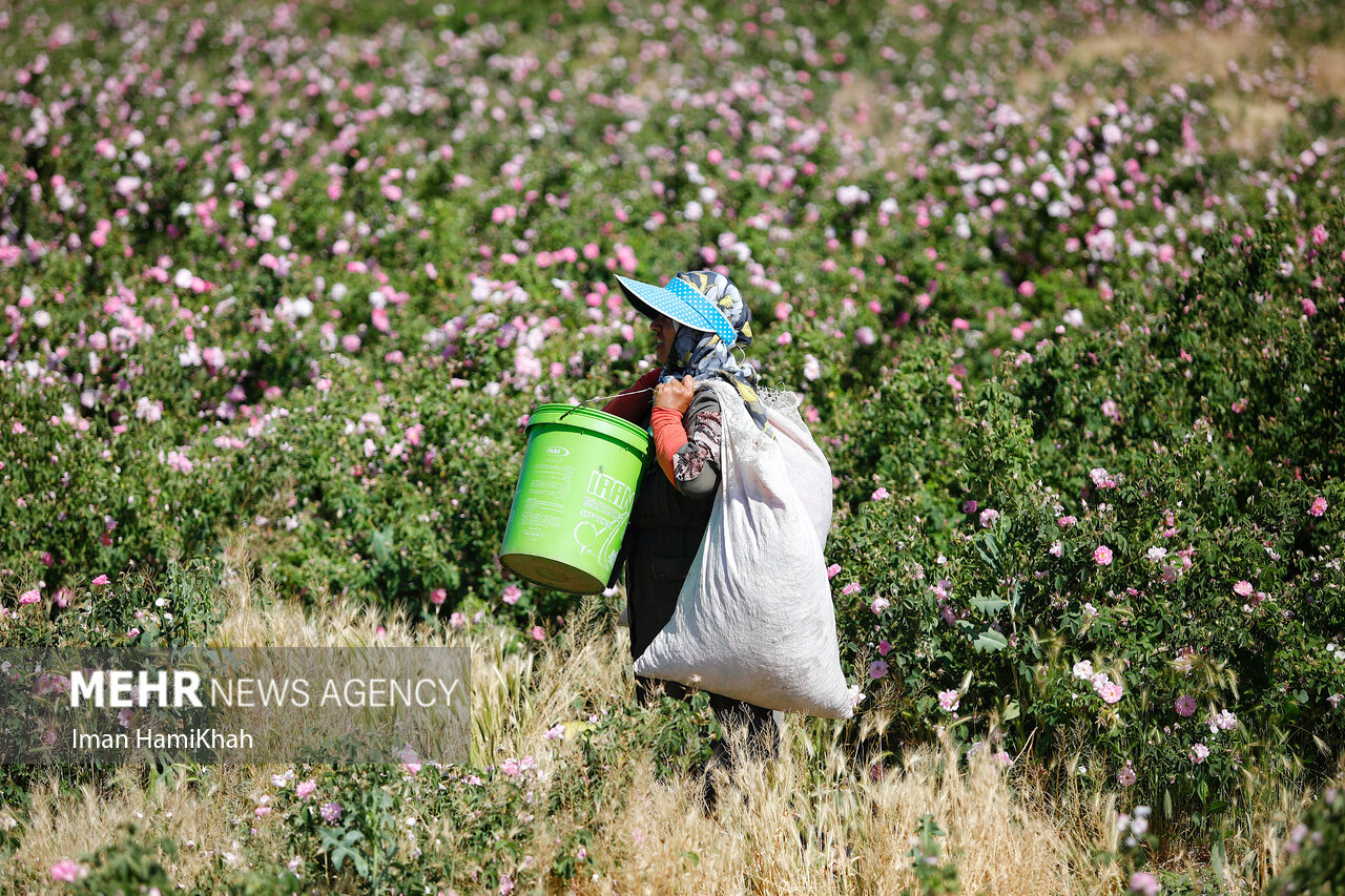 وجود معضلی جدی در چهارمحال و بختیاری/ کار هست اما کارگر نیست!