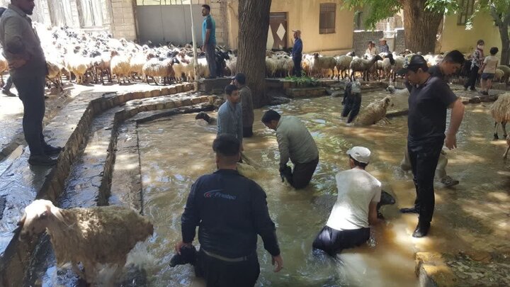 برگزاری آیین سنتی گوسفندشوران میان دامداران روستای انجدان اراک