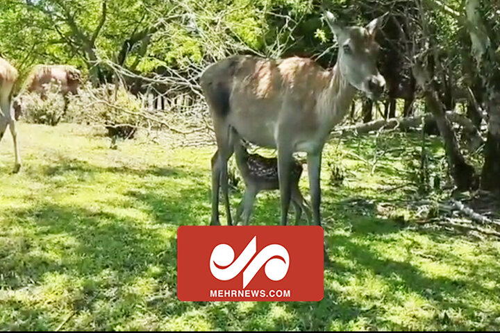 تولد یک راس بچه مرال ماده در پناهگاه حیات وحش لوندویل آستارا تولد یک راس بچه مرال ماده در پناهگاه حیات وحش لوندویل آستارا