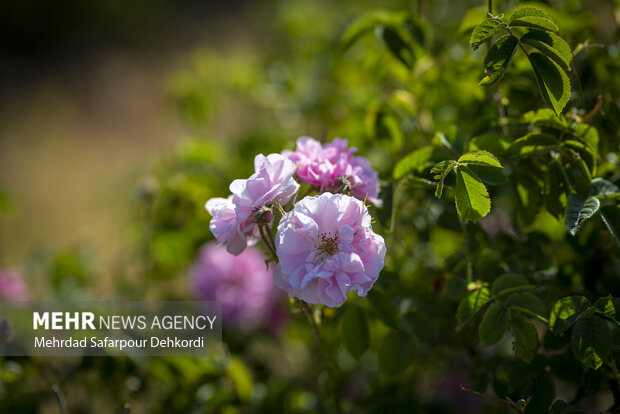 گلاب ارزان، گردشگران خوشحال؛ بروجرد رقیب کاشان شد!