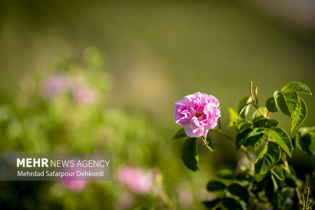 گلاب ارزان، گردشگران خوشحال؛ بروجرد رقیب کاشان شد!