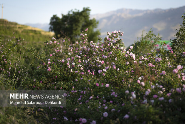 گلاب ارزان، گردشگران خوشحال؛ بروجرد رقیب کاشان شد!