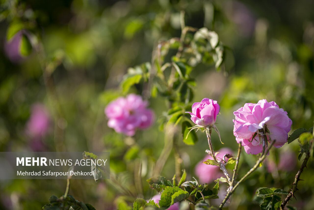 استحصال سالانه بیش از ۹۰۰ هزار لیتر گلاب از گلستانهای آذربایجان غربی