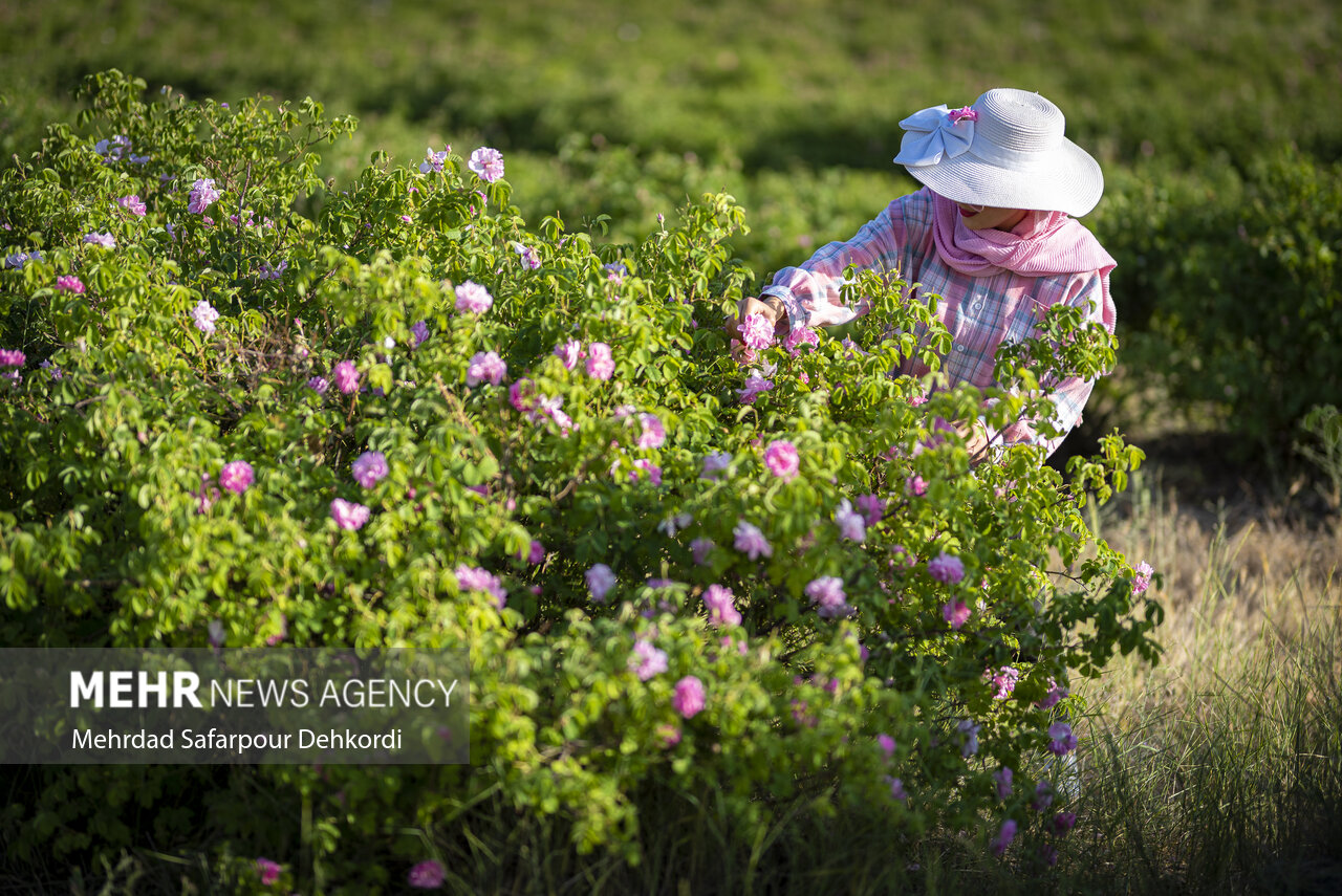 سلام کجور به کشاورزی چندمحصولی/ چتر زنجیره گردشگری سبز در کوهستان