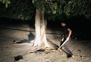 تلاش شبانه برای نجات درخت کسور کهنسال منطقه دلفارد جیرفت