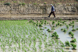 پیش‌بینی ۷۱.۶ میلیارد تومان اعتبار برای اجرای طرح جهش تولید برنج