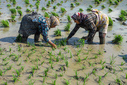 Rice cultivation in northern Iran