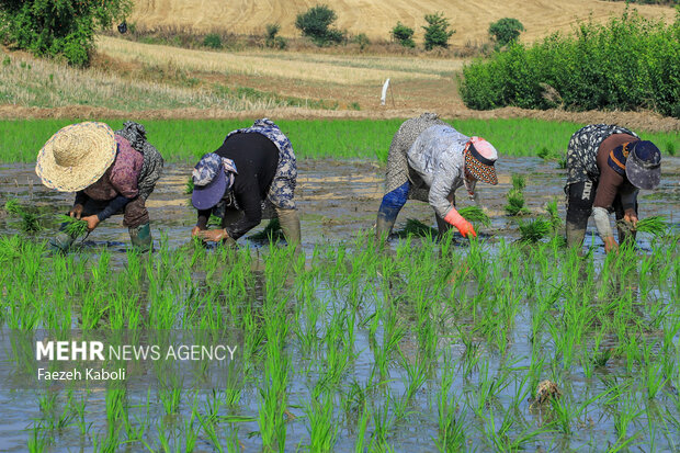 کاشت برنج در مزارع گلستان؛
