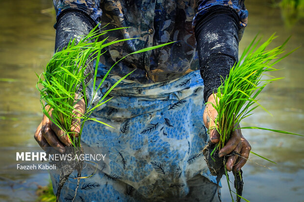 کاشت برنج در مزارع گلستان؛