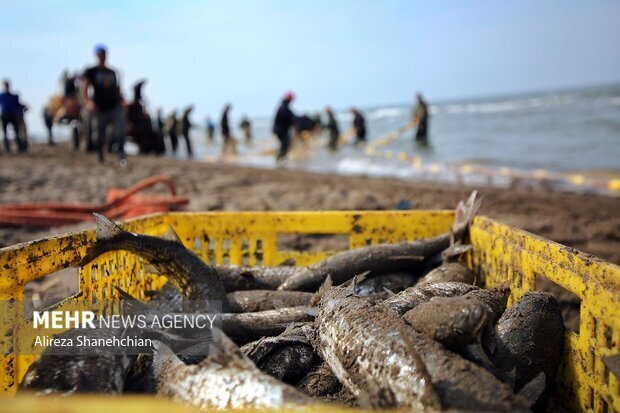 صید ۹۵۰ تُن ماهیان استخوانی در شهرستان رودسر