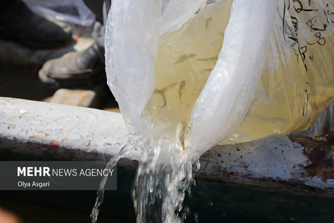 گیلان پیشتاز احیای ذخایر آبزی؛ صید ماهیان استخوانی ۴۰ درصد رشد کرد