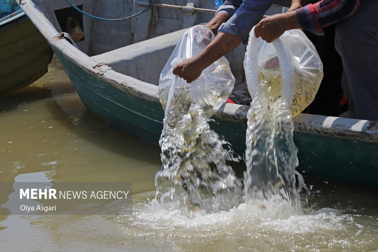 اتحادیه پرورش دهندگان ماهیان خاویاری در مازندران تشکیل شود