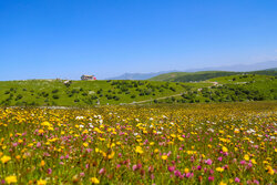 Wonderful forest of Fandoghloo