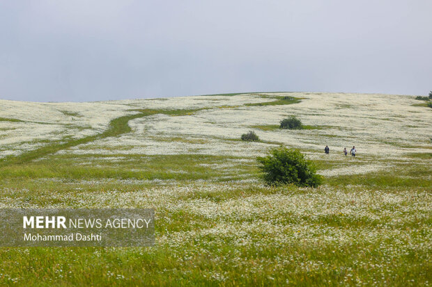 غابة فندغلو الرائعة في اردبيل