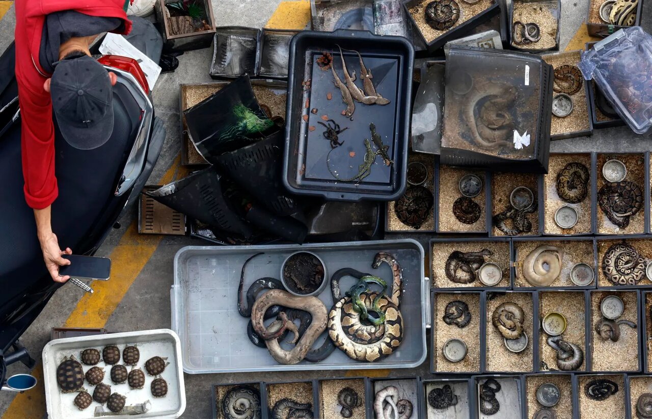 حریق در بازار بزرگ تایلند/ صدها حیوان خانگی در قفس تلف شدند + عکس
