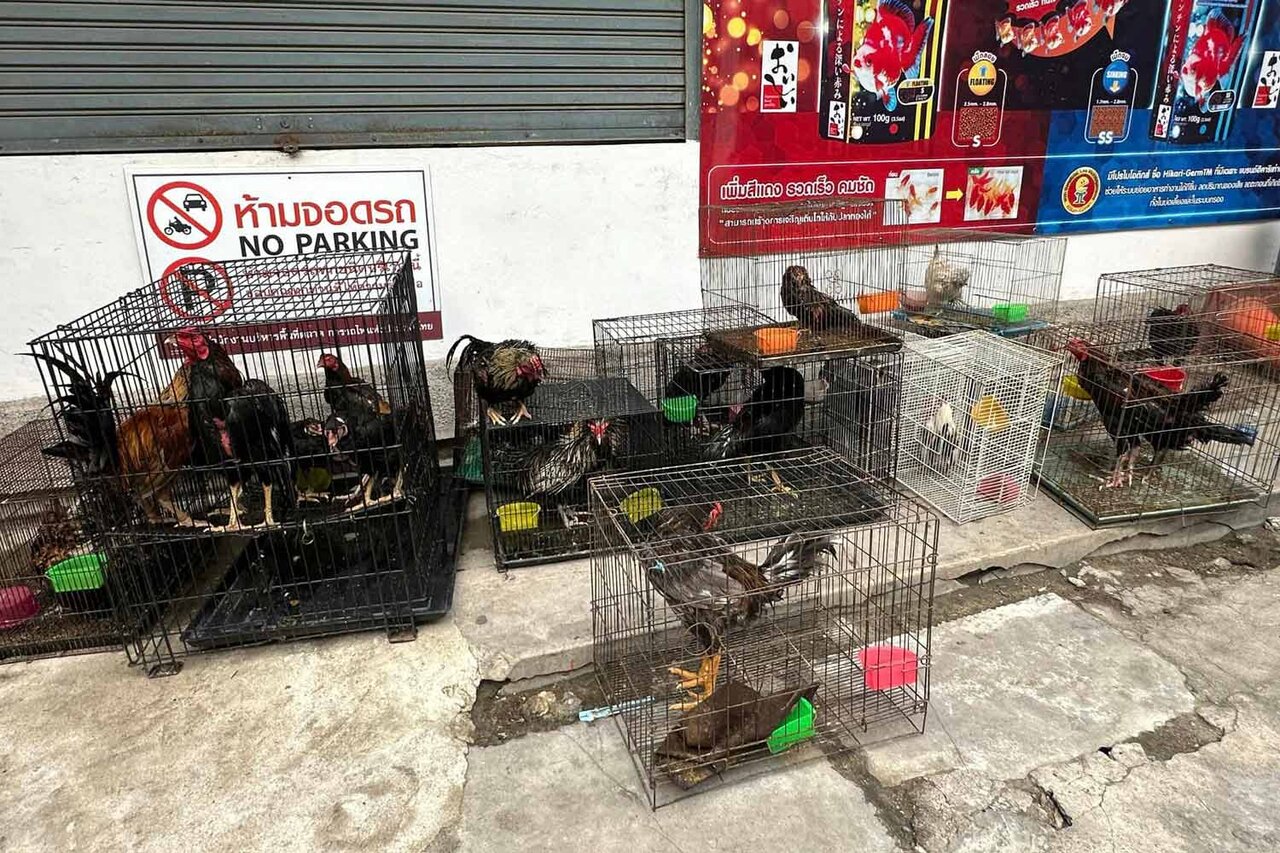 حریق در بازار بزرگ تایلند/ صدها حیوان خانگی در قفس تلف شدند + عکس