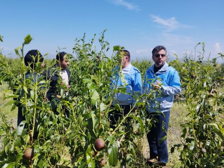 خسارت ۱۰۰ درصدی تگرگ به باغات مشگین شهر