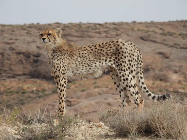 انصاری: برای حفظ ۱۷ یوزپلنگ آسیایی فرصت آزمون و خطا نداریم