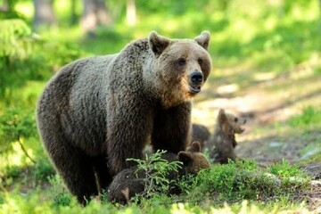 VIDEO: Bear and her cubs in Ramsar forest