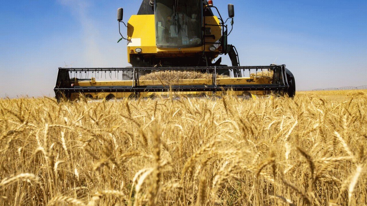افزایش تولید گندم با راهبرد حداکثرسازی تولید
