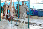مراقب تب کنگو باشید؛ یک بیماری قابل انتقال از دام