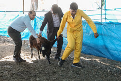 تشدید نظارت بهداشتی و شرعی بر ذبح دام در عید قربان با ۱۹ اکیپ