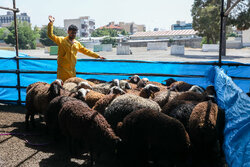 اعلام ۶ جایگاه عرضه و ذبح بهداشتی دام همزمان با عید قربان در شیراز