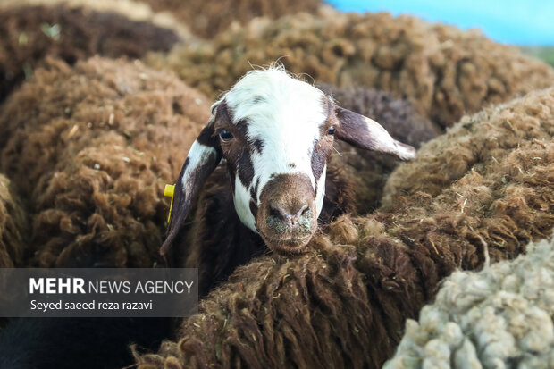 اجرای طرح فراگیر نظارت بهداشتی و شرعی بر دامهای قربانی محرم