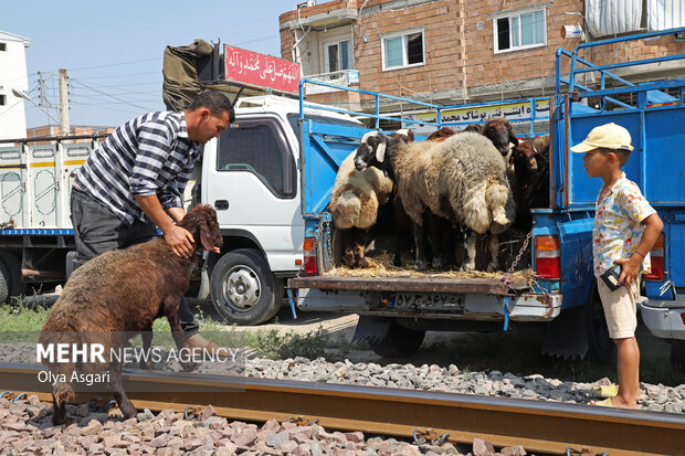 فروش دوره گردی دام در مازندران؛ گوشت در کانال حیرانی! فروش دوره گردی دام در مازندران؛ گوشت در کانال حیرانی!