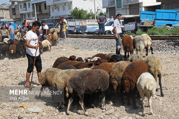 تشدید نظارت دامپزشکی مازندران بر سلامت دام در آستانه عید قربان