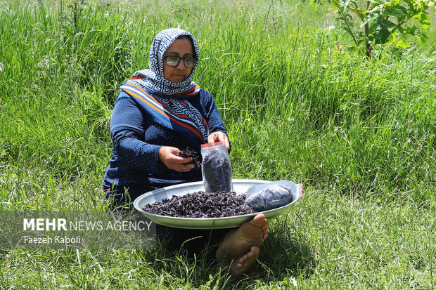 بهشت نگارستان ایران
