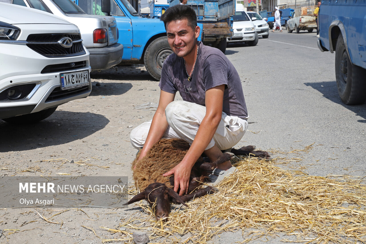 فروش دوره گردی دام در مازندران؛ گوشت در کانال حیرانی!