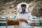 اینفوگرافیک| پیش‌بینی تولید ۲۲۵۰ تن عسل در کردستان