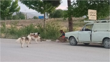 ماهیانه ۲۰۰ سگ ولگرد در بجنورد جمع‌آوری می‌شود