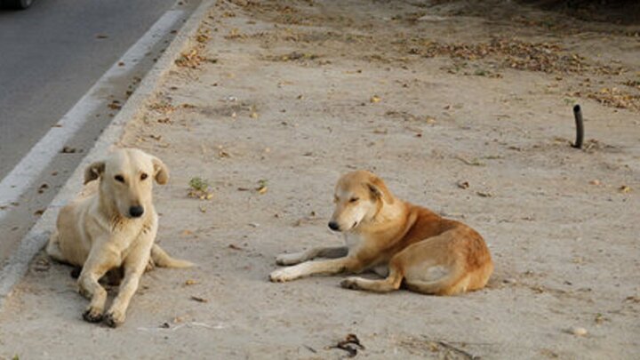 نگرانی مردم شهر سندرک هرمزگان از افزایش تعداد سگهای ولگرد