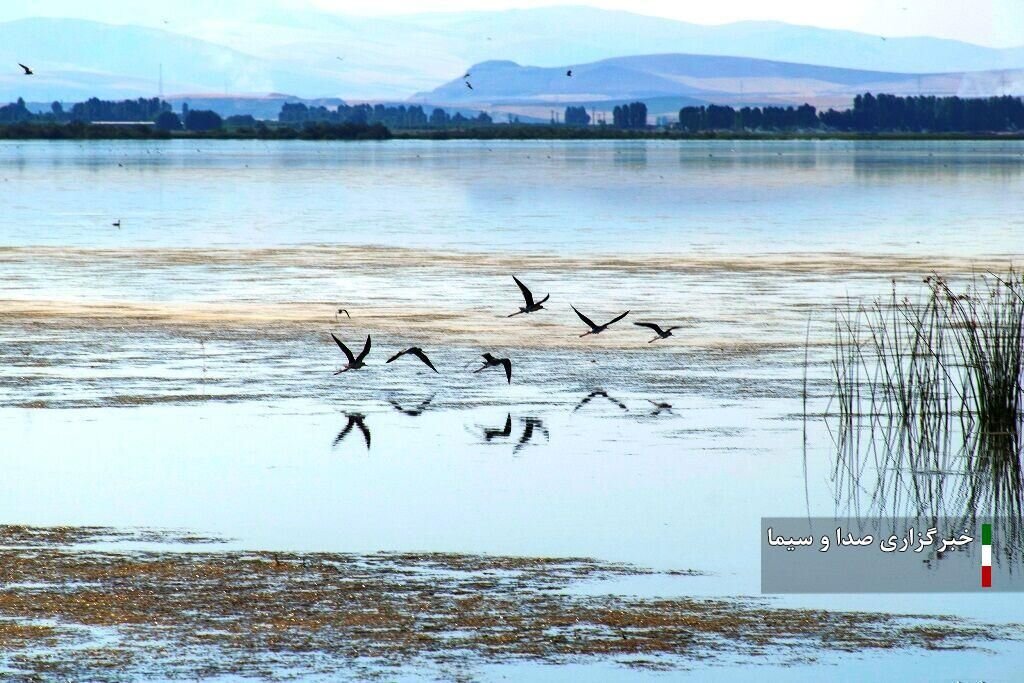Meighan wetland
