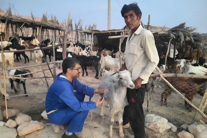 خدمات رایگان دامپزشکی در دورافتاده‌ترین روستای شهرستان دشتی