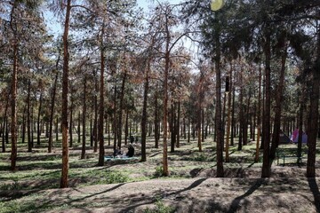 Restoration of trees in Chitgar forest park kicks off
