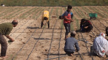 Israel ruin 75% of Gaza farmlands, uses starvation as weapon