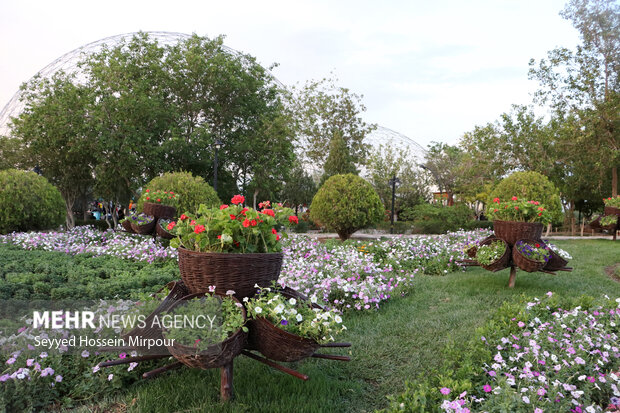 جشنواره گل های اطلسی در مشهد