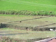 سیلاب به ۱۰ هکتار از اراضی کشاورزی سوادکوه خسارت زد