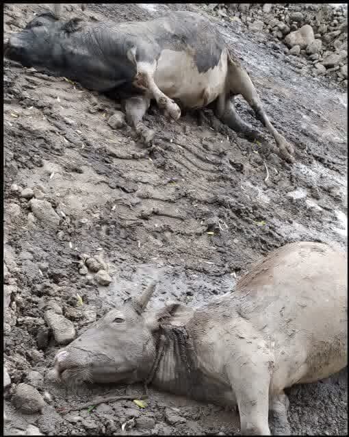 شالیکار کاشت و سیلاب درو کرد/ روستاییان سوادکوه همخانه با رودخانه