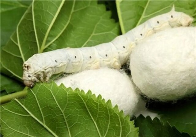 اینفوگرافیک؛ همه چیز درباره توزیع تخم نوغان در گیلان اینفوگرافیک؛ همه چیز درباره توزیع تخم نوغان در گیلان