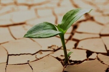 حل مسائل محیط‌زیست نیازمند پژوهش هدفمند و همکاری ملی است