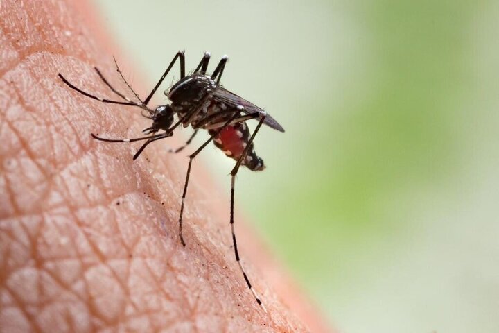 هشدار شیوع تب دنگی در کشور/ این روزها بیشتر مراقب پشه‌ها باشید!