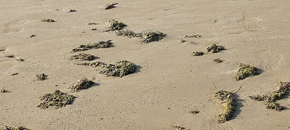 آلودگی نفتی در ساحل گناوه مشاهده نشد/ تصاویر مربوط به جلبکها است