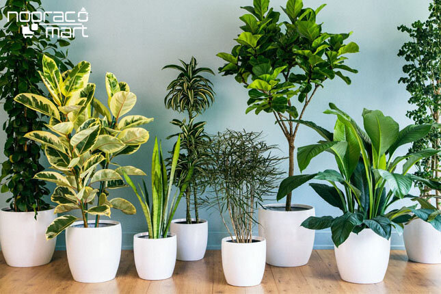 بهترین لامپ برای گیاهان آپارتمانی کدام است؟
