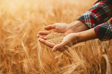 پرداخت ۳۰ درصد از مطالبات گندم‌کاران لرستانی