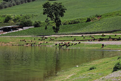 ۱۰۰ هکتار آب بندان در مازندران احیا و مرمت شد